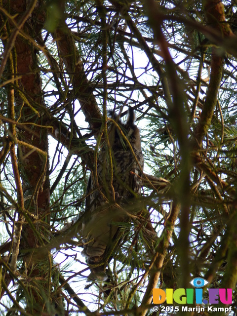 FZ024999 Long-eared owl (Asio otus) in tree